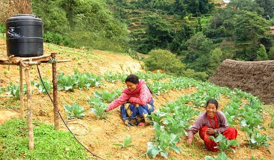 Irrigation goutte à goutte : un système pour économiser l'eau